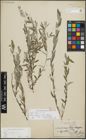 Foto von Salix repens L.